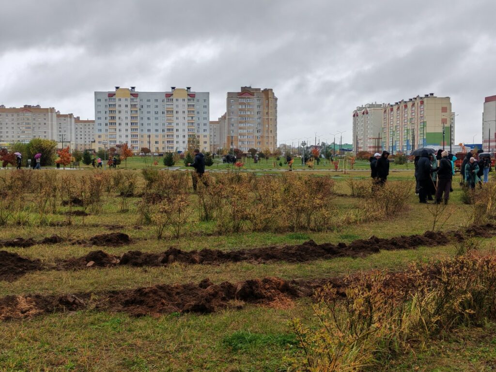 On October 25, 2025, as part of the national cleanup day, employees of Barkhim OJSC planted trees and shrubs in the park of the Borovka microdistrict.