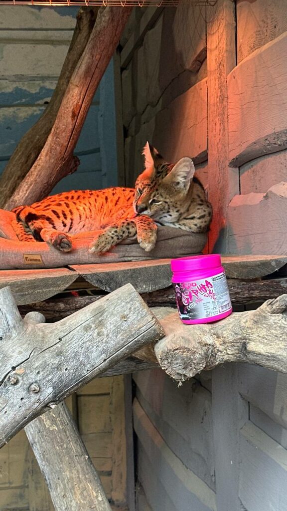 JSC "Barkhim" became the guardian of a serval at the Animal Park LLC in Baranovichi.