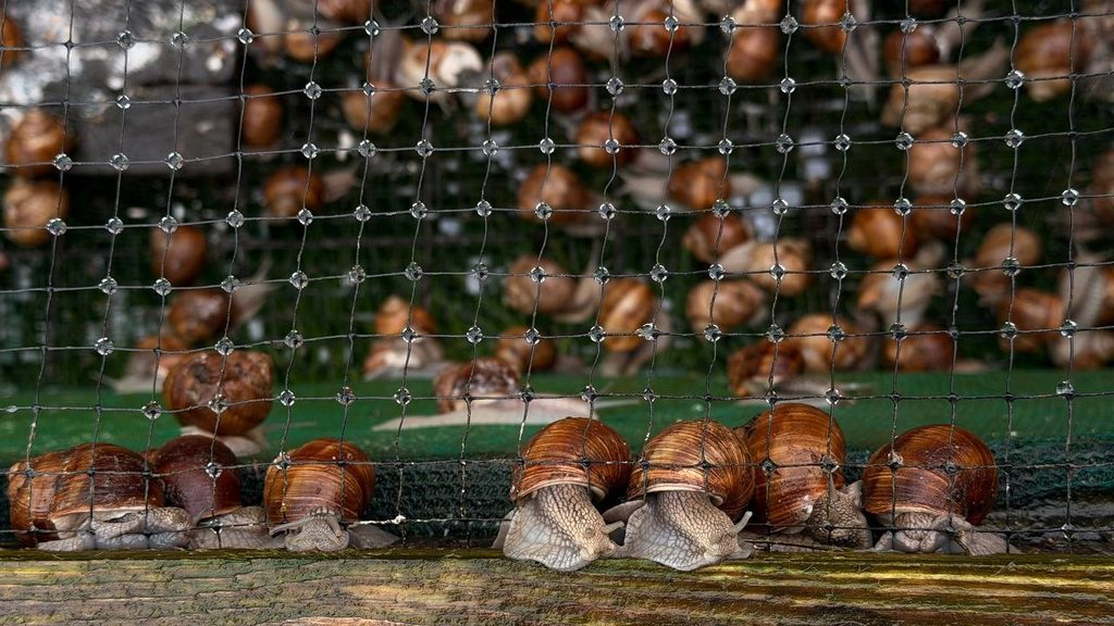 Employees of JSC Barkhim visited Mir Castle and a snail farm.